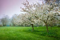Prunus 'Tai-haku' - Great White Cherry trees in blossom at Wyken Hall Garden, Suffolk, UK.
