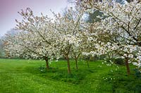 Prunus 'Tai-haku' - Great White Cherry tree in blossom at Wyken Hall Garden, Suffolk, UK.
