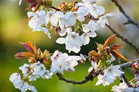 Prunus 'Tai-haku', Great White Cherry