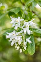 Staphylea colchica - Ivory-flowered bladdernut 