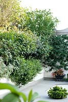 Terrace planted with plumeria rubra, cistus, convolvolus creorum, roses, abelia,roses, trachelospermum, buxus, agave americana, bouganvillea glabra, cyclamen.