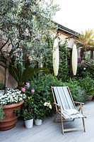 View of the terrace with olive tree, pomegranate, oleander, agapantus, leropetalum