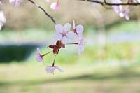 Prunus sargentii -  Sargent's cherry blossom
