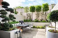 Small urban garden with dining area and BBQ surrounded by containers and raised beds with Laurus nobilis trees, Carpinus betulus, Trachelospermum jasminoides, Ilex crenata 'Blondie' - Bonsai