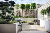 Small urban garden with planting in white containers and raised beds. Planting include Laurus nobilis trees, Carpinus betulus, Trachelospermum jasminoides, Ilex crenata 'Blondie' 