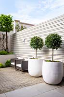 Seating area with large white containers of Laurus nobilis trees - lollipops by grey wooden fence. 
