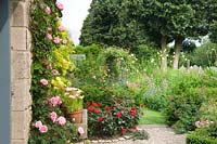 Rose 'Gertrude Jekyll' pink climbing rose on stone house in cottage garden