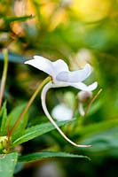 New Guinea Impatiens - closeup profile of flower
