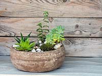 Container with succulent mini plants using light compost and vermiculite on a bed of drainage stones. Mulch finished with sea shells. 