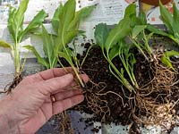 Spathiphyllum Peace Lily roots being prepared for division