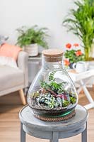 Terrarium planted with miniature fern, Fittonia and Saxifraga, on table