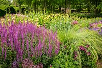 The Perennial Meadow at Scampston Hall Walled Garden, North Yorkshire, UK. Planting includes Festuca mairei, Salvia 'Amethyst', Phlomis russeliana and Rudbeckia occidentalis.