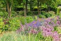 The Perennial Meadow and Katsura Grove at Scampston Hall Walled Garden, North Yorkshire, UK. Planting includes Cercidiphyllum japonicum, Allium cristophii, Nepeta racemosa 'Walker's Low' and Geranium psilostemon