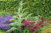 The Spring and Summer Box Borders at Scampston Hall Walled Garden, North Yorkshire, UK. A Beech hedge backs the perennial border which includes Nepeta racemosa 'Walker's Low', Cynara cardunculus 'Cardy' and Astrantia major 'Claret'.