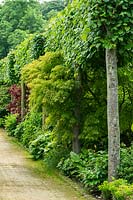 An avenue of Lime trees - Tilia x europaea - in The Plantsman's Walk at Scampston Hall Walled Garden, North Yorkshire, UK. 