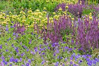 Planting combination with Salvia x sylvestris 'Amethyst', Geranium 'Brookside' and Phlomis russeliana in the Perennial Meadow at Scampston Hall Walled Garden, North Yorkshire, UK. 