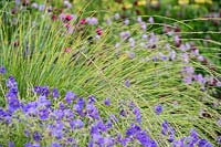 A planting combination of grasses and perennials including Geranium 'Brookside' with Festuca mairei. 