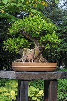 Ficus retusa tree bonsai detail in container on stoned stand. Japanese garden, Prague botanic garden bonsai collection