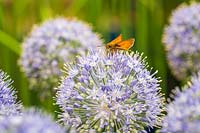 Allium 'Blue Dream' with Large Skipper Butterfly