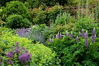 Lupinus 'Governor Blue' and Alchemilla mollis in borders either side of path 