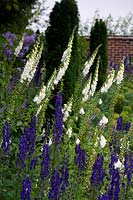 Blue and white planting scheme