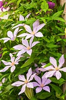 Clematis 'Scented Clem' Sugar Sweet Blue