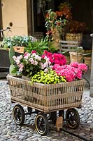 Woven cart with buckets of cut flowers stems: Hydrangea macrophylla and Chrysanthemum santini, Rosa - Rose, outside florist shop