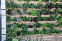 Living Wall of salad items in 'The Salad Deck' at RHS Malvern Spring Festival 2018