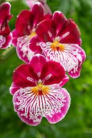 Miltoniopsis 'Waterfall Pattern' - Hybrid Orchid
