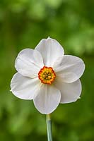 Narcissus 'Actaea' - Daffodil 'Actaea'