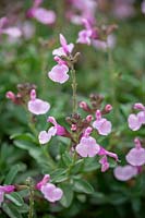 Salvia greggii Mirage Soft Pink