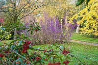 Callicarpa bodinieri 'Profusion' in autumn garden