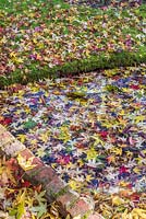 Autumn leaf fall in water from Liquidambar styraciflua