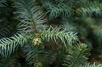 Cunninghamia lanceolata glauca - Chinese Fir- branches with cone