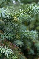 Cunninghamia lanceolata glauca - Chinese fir - branches with cones 