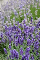 Lavandula 'Hidcote' syn. lavender 'Hidcote'. Bee nectaring.