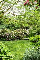 View under spreading tree Albizia julibrissin to wildflower lawn to Rosa chinensis minima 'Angel Wings' - China or Bengal Rose and Rosa 'Felicia' - Hybrid Musk Rose