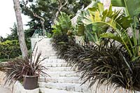 Stone raised bed, against a flight of steps, planted with Phormium tenax 'Dark Brown' and Strelitzia nicolai
