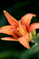 Hemerocallis - Daylily - solitary bloom