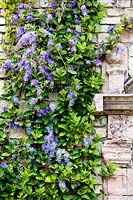 Petrea volubilis - Queen's Wreath or Sandpaper Vine - growing on old stone wall
