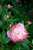 Paeonia - Pony - single flower open but many buds to come