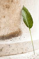 Artificial Quince leaf 