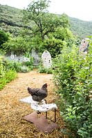 Chicken in Italian vegetable garden. 