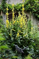 Verbascum thapsus with metal bird ornament in foreground