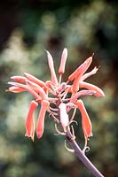 aloe saponaria - Soap Aloe in flower 