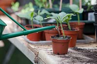 Watering Cucurbita moschata - Butternut squash seedling in a pot. 