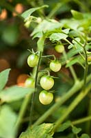 A study of Tomato, small green fruits just developing, seen through foliage