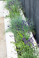 Bed in retaining wall, planted with Festuca, Lavandula and ferns. 