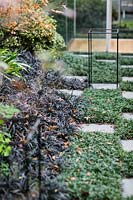 Grass and paving slab checkered pathway, with Ophiopogon japonicus 'Nanus' - Dwarf Mondo grass.
