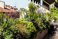 Roof garden with large planters attached to walls, filled with mature shrubs: Lavandula, Euphorbia, Callistemum, Mesembrianthum, Arbutus unedo